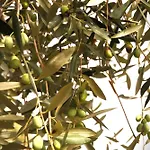 Dolce Ciaixe بيت للعطل